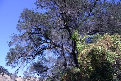 DSC_2051 (Large).JPG